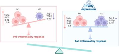 A glimpse of the connection between PPARγ and macrophage